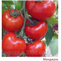 Mondial / Мондіал
