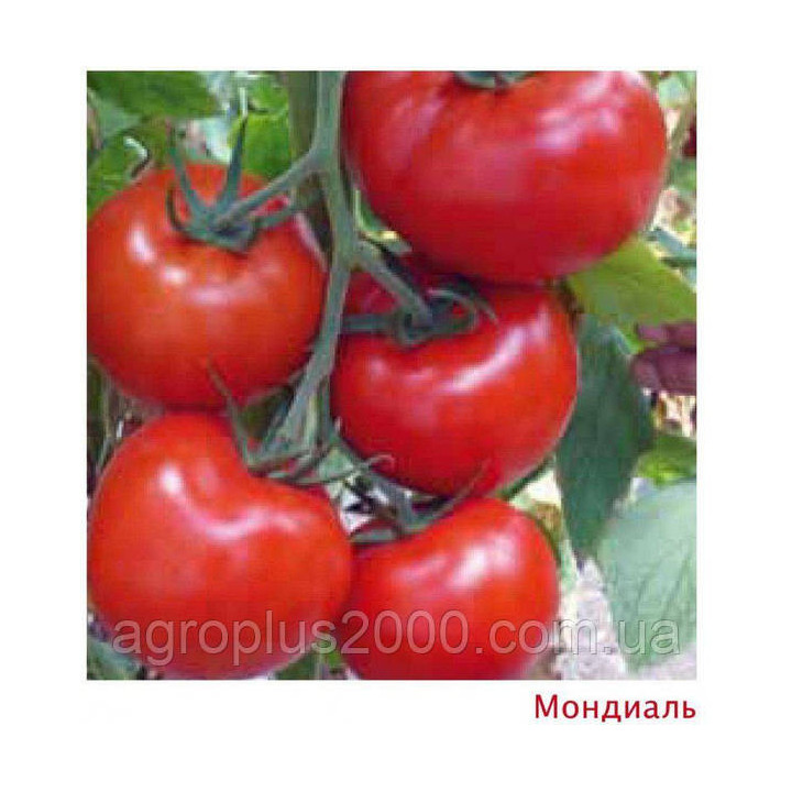 Mondial / Мондіал