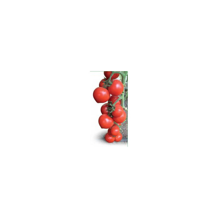 Оvation / Овація