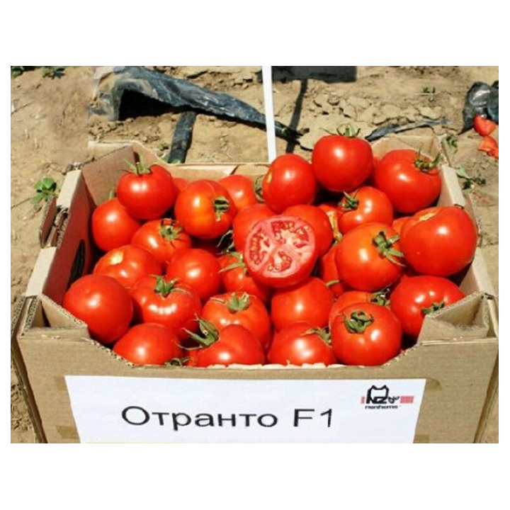 Otranto / Отранто