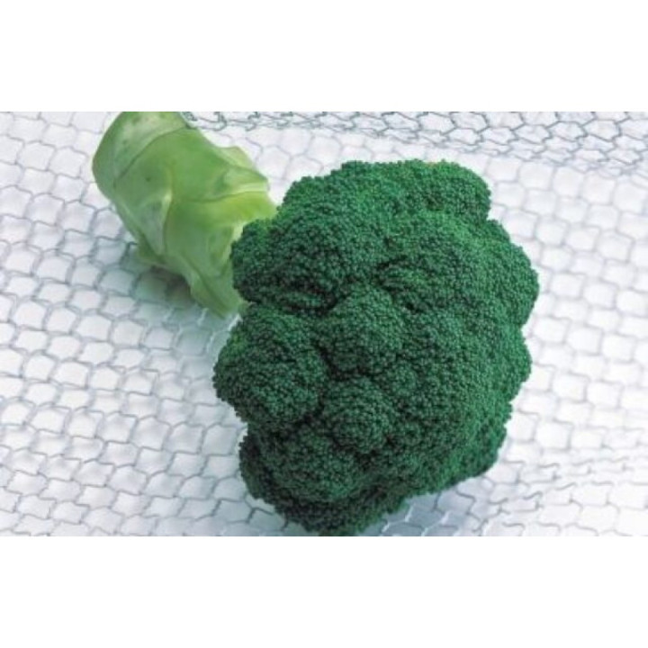 Quinta F1 / Квінта F1