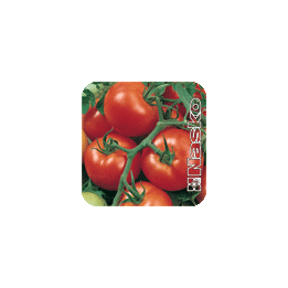 ВЕРЛИОКА F1