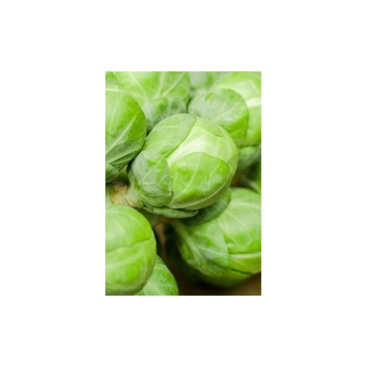 Kasiopea / Касіопея