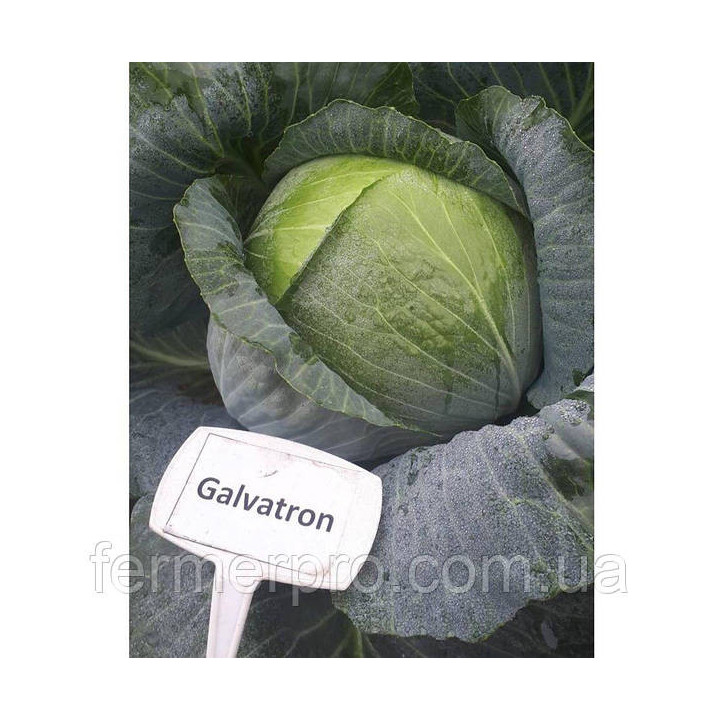 Galvatron / Галватрон