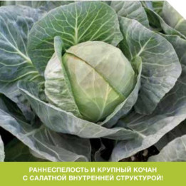 GALLICAN / ГАЛЛІКАН
