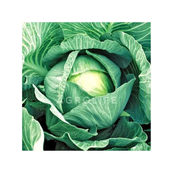 Kilaherb F1 / Кілогерб F1