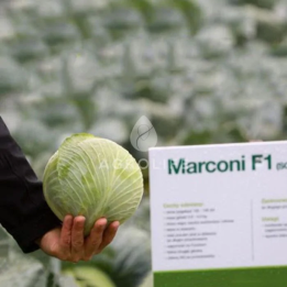 MARCONI / МАРКОНІ