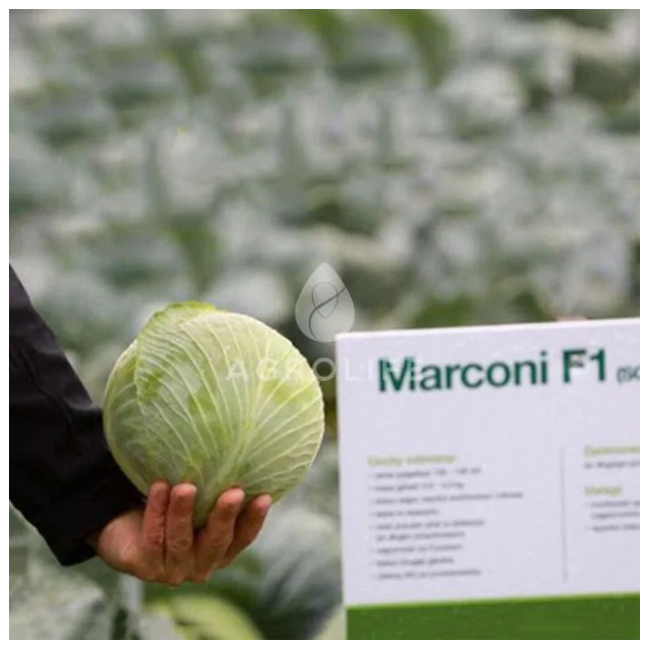 MARCONI / МАРКОНІ