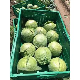 Radan / Радан