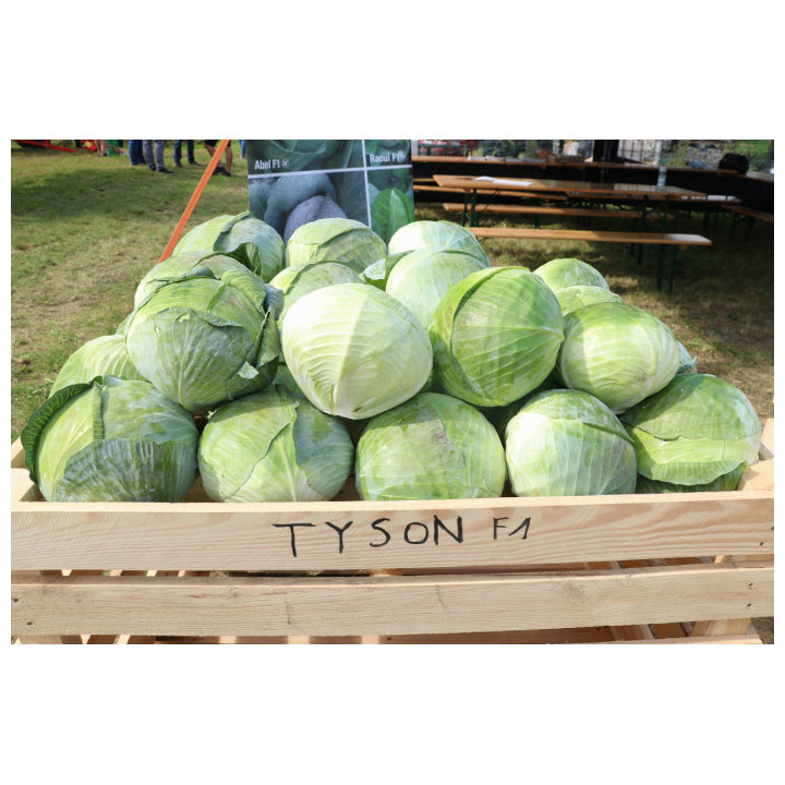 Tyson / Тайсон