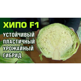 Hypoo / Хіпо