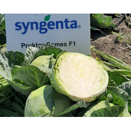 PRUCTOR CEMES / ПРУКТОР СЕМЕС