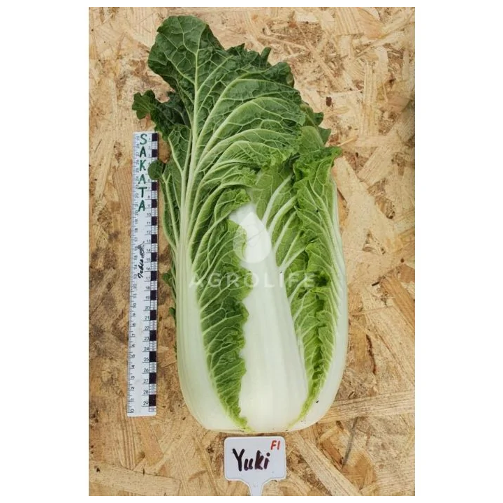 Yuki / Юкі