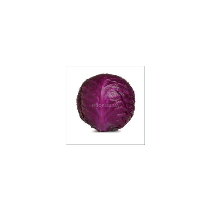 Langesvyt Red / Лангесвит Ред