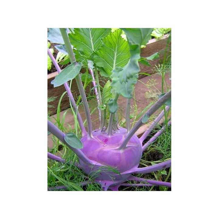 Viola / Віола