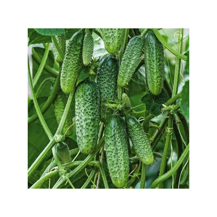 Aloe / Алое