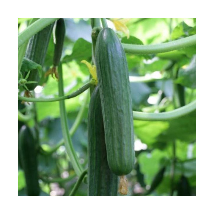 Ardito / Ардіто