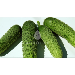 Бакшиш