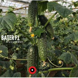 Bater / Батер