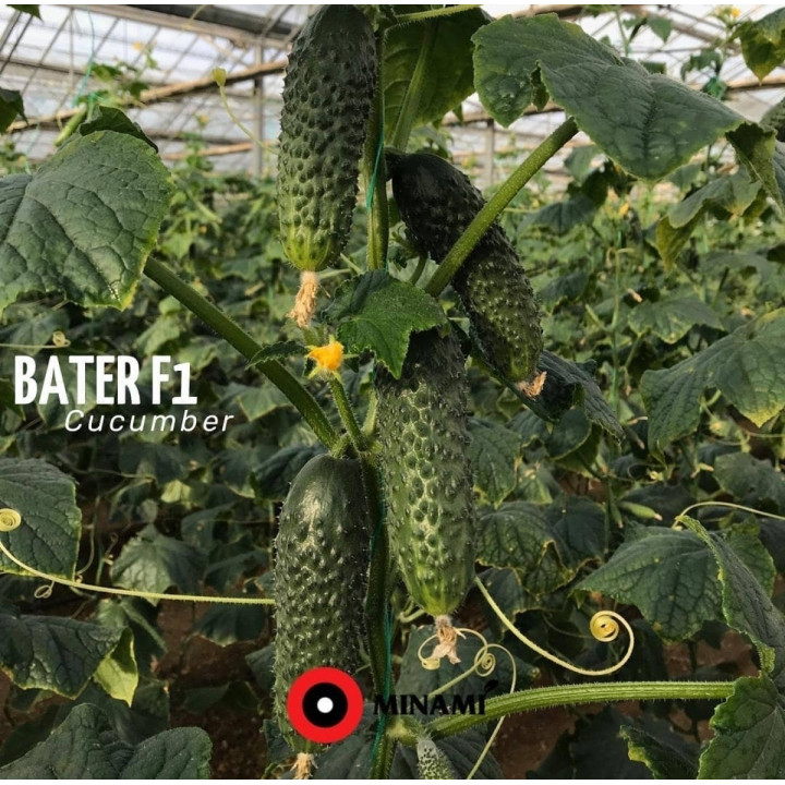 Bater / Батер