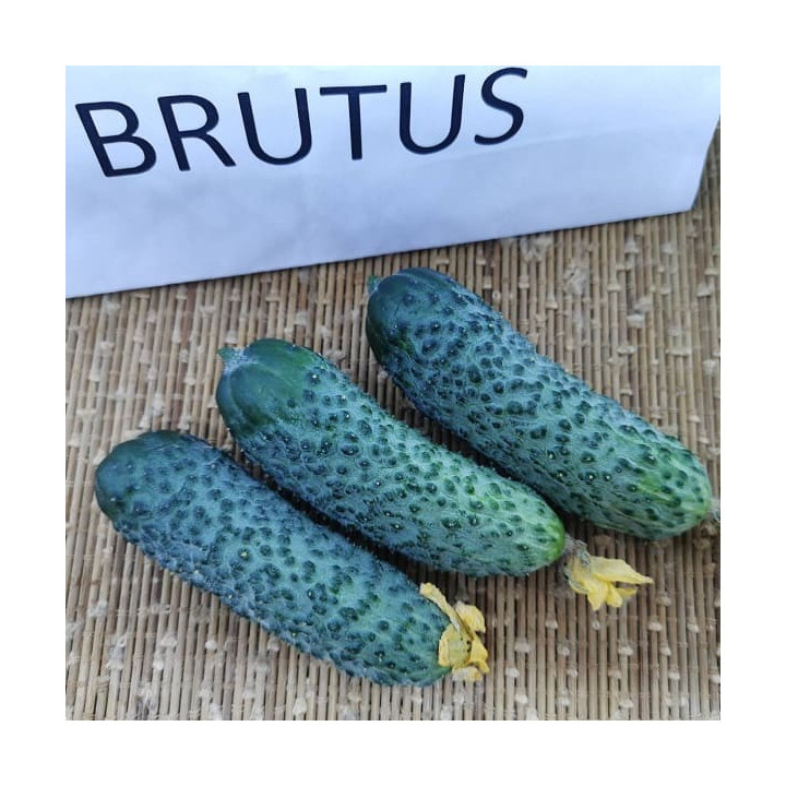 Brutus / Брутус