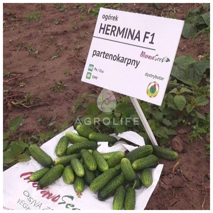 Hermina / Герміна