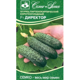 Director / Директор