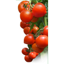 Хитомакс F1 / Hitomax F1