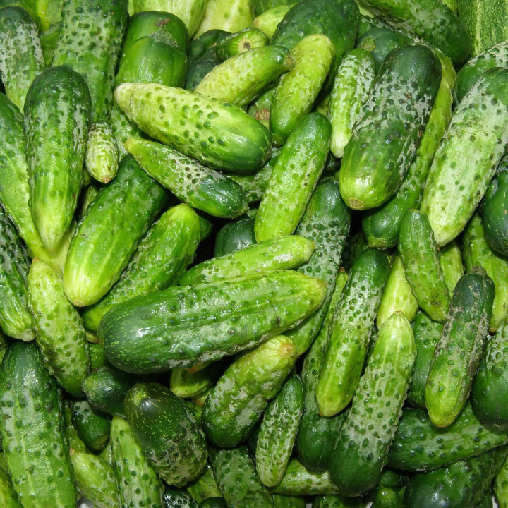Сармат