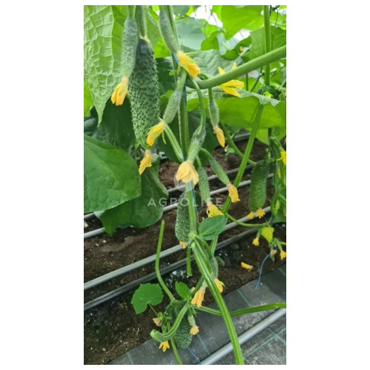 Furor / Фурор