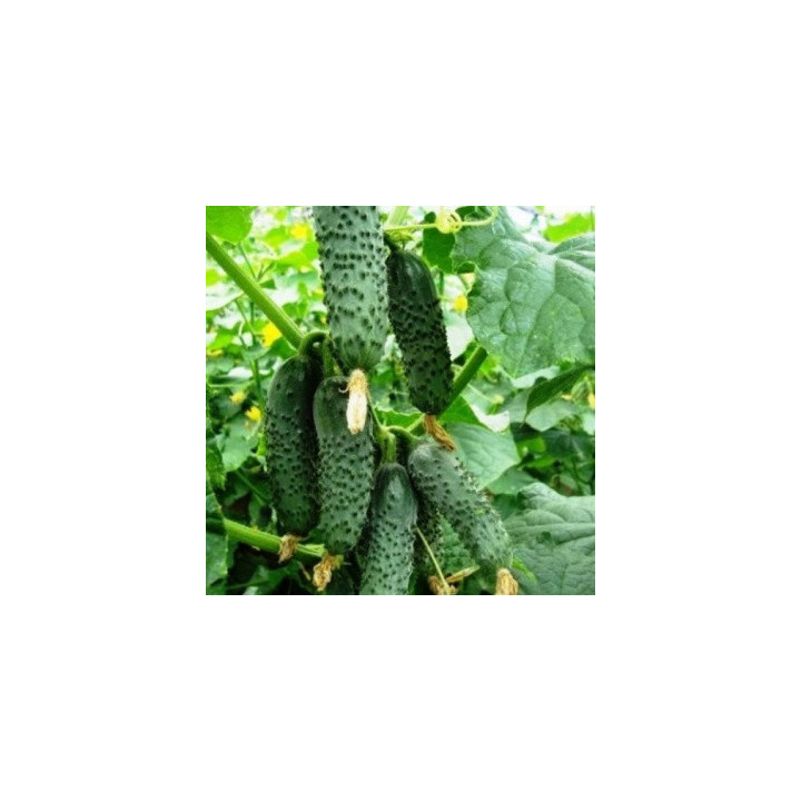 Chaikovskiy / Чайковський