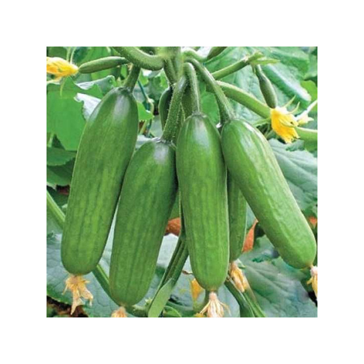 Super baby / Cупер бейбі