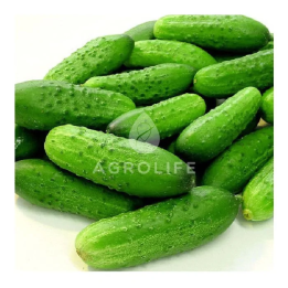 Marjolie / Марджолі