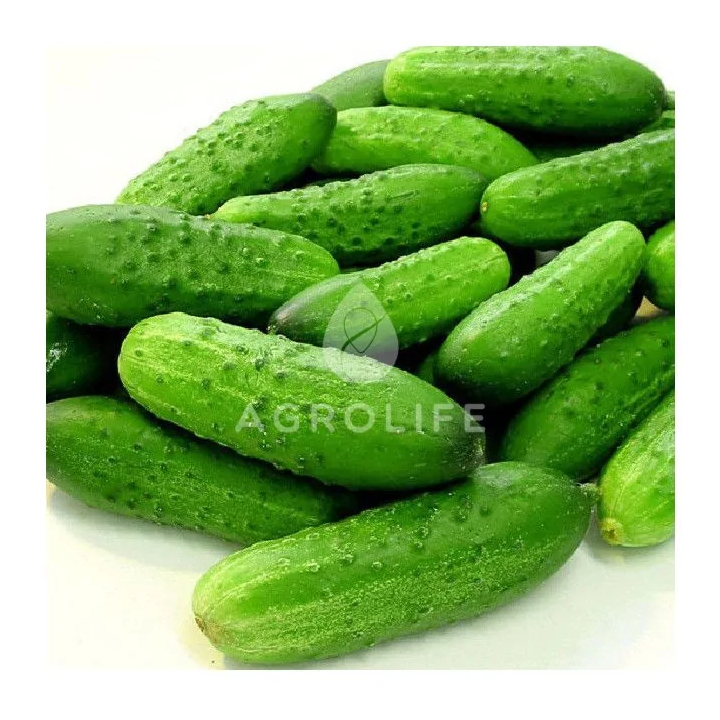 Marjolie / Марджолі