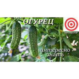 Motivator / Мотиватор