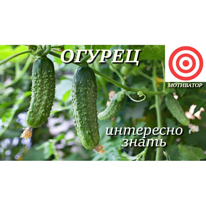 Motivator / Мотиватор