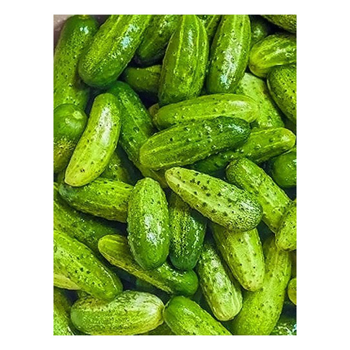 Родничок