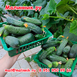 Славний F1