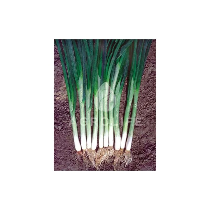 Green Banner / Грін Баннер
