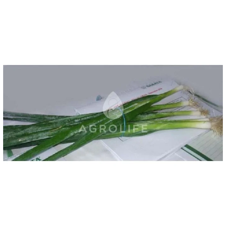 Long White Koshigaya / Лонг Уайт Кошигая