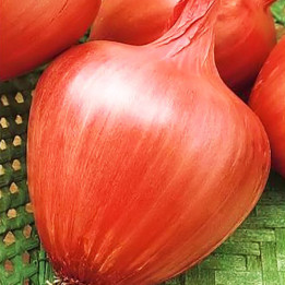 Амфора