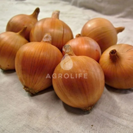 Amfora Gold / Амфора Голд