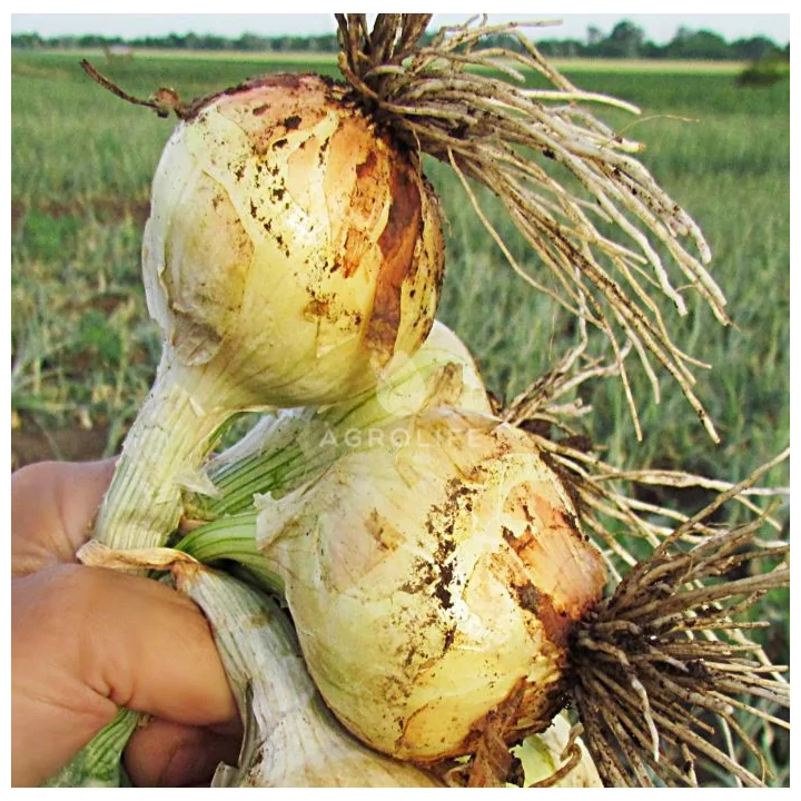 Булат