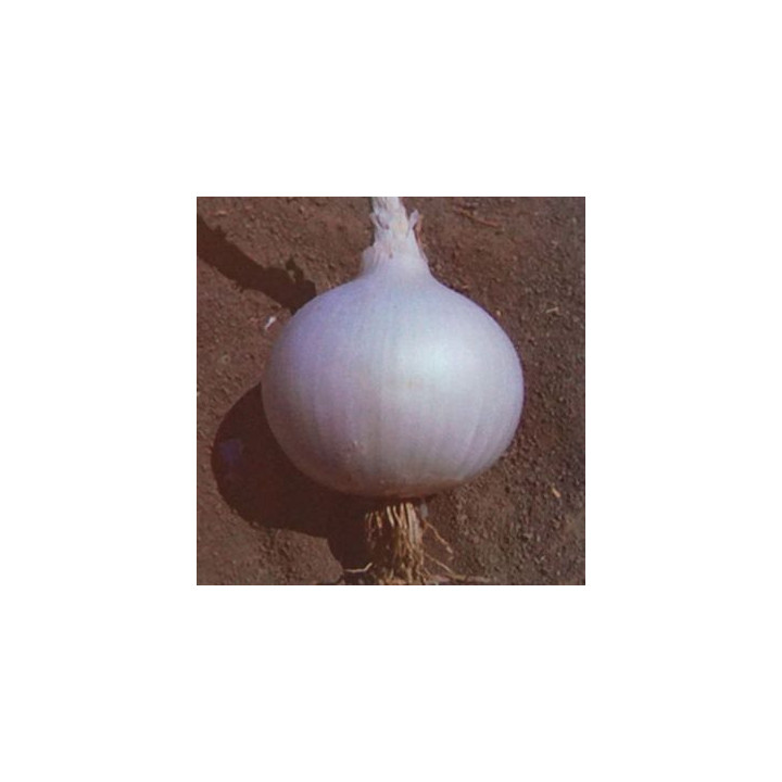 Venus / Венус