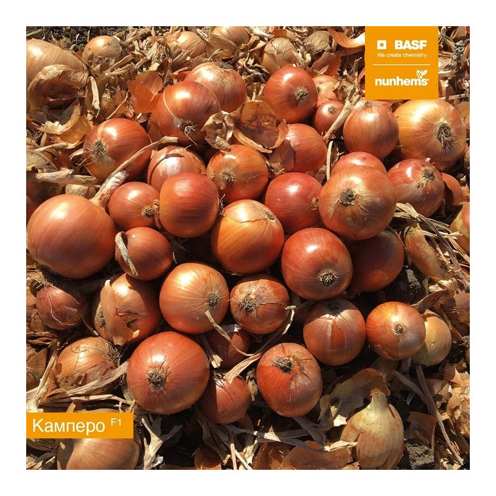 CAMPERO / КАМПЕРО