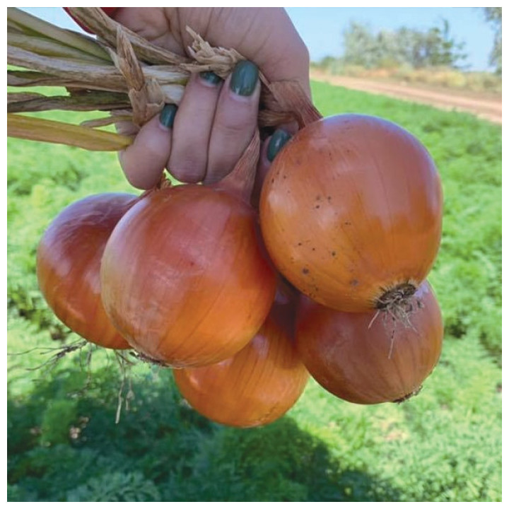 Caoba / Каоба