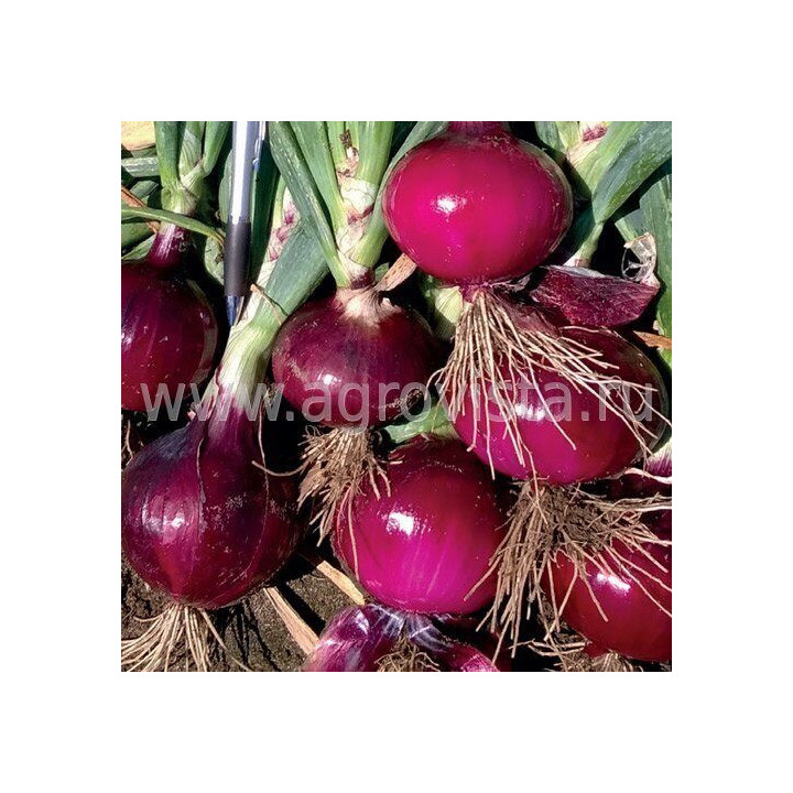 Lambrusco / Ламбруско