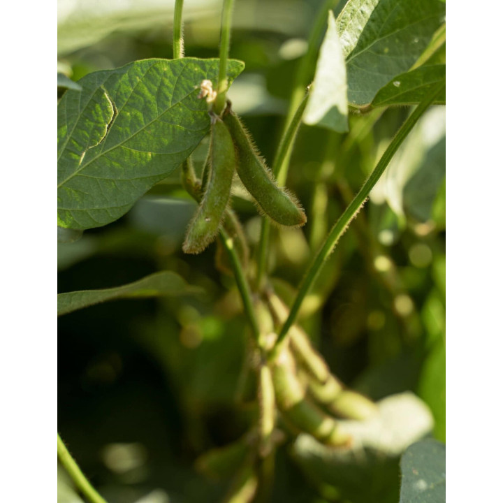 Acardia / Акардія