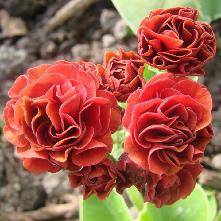 Auricula / Аурікула