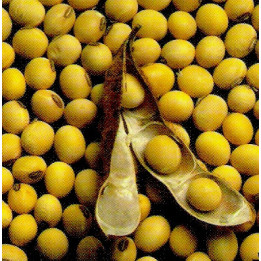 Ірина